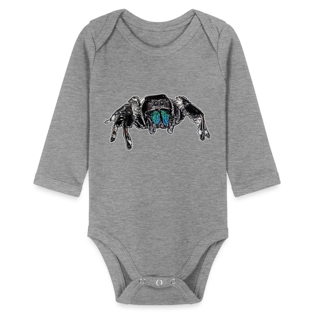 Baby Body lang Phidippus regius Everglades male - Grau meliert