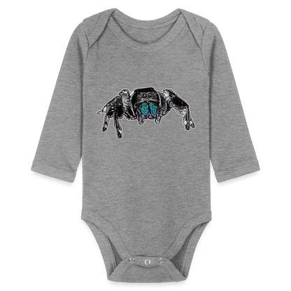 Baby Body lang Phidippus regius Everglades male - Grau meliert