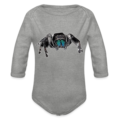 Baby Body lang Phidippus regius Everglades male - Grau meliert