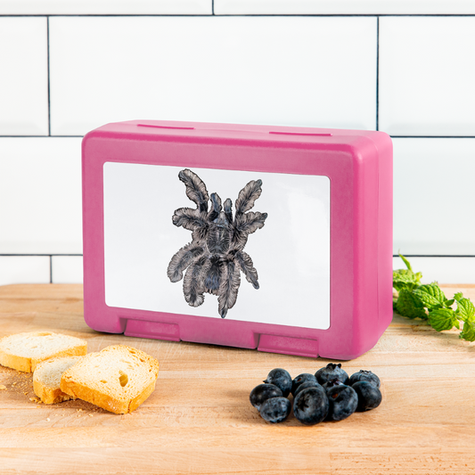 Lunchbox Tliltocatl albopilosus - Pink