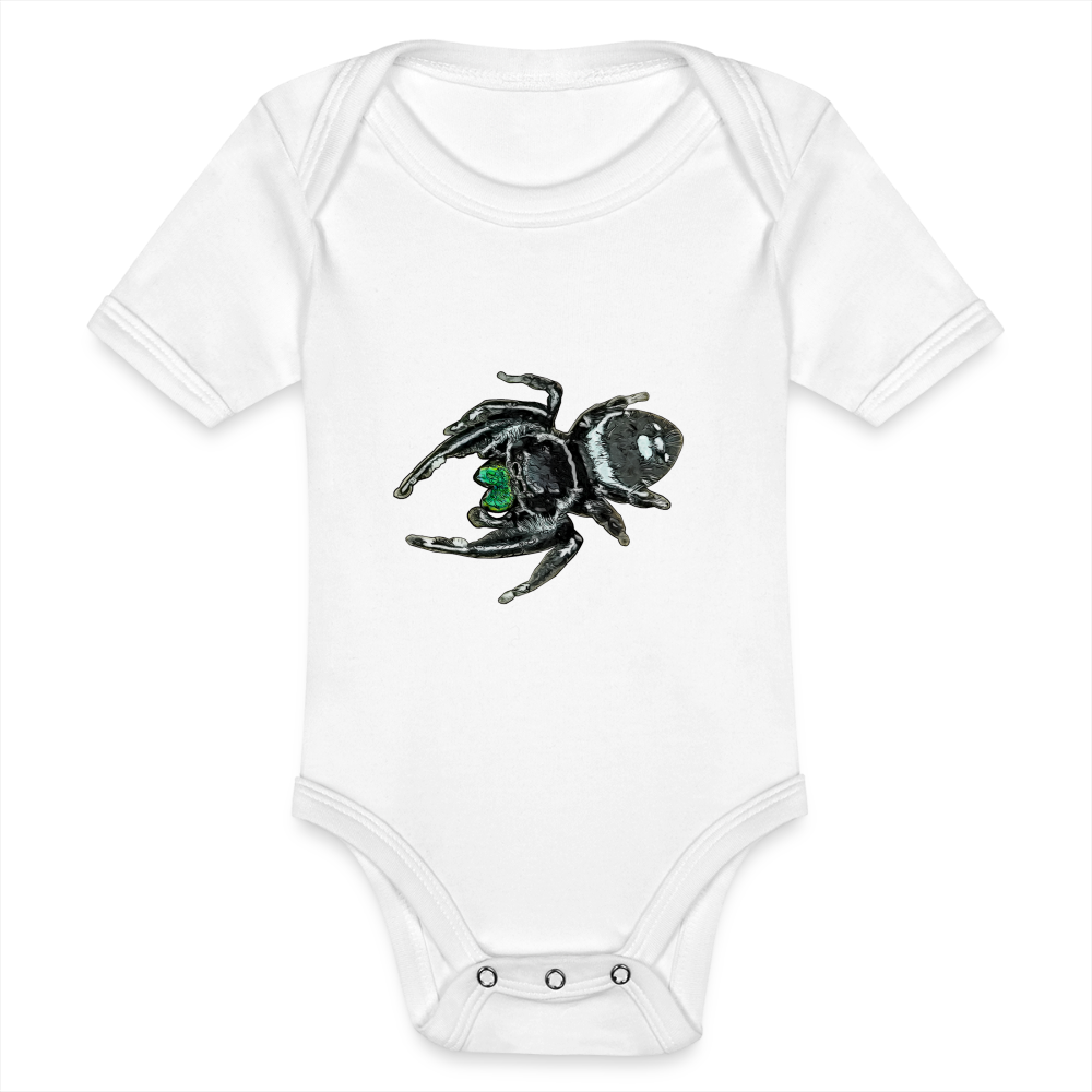 Baby Bio Body kurz Phidippus regius White Bahamas male - weiß