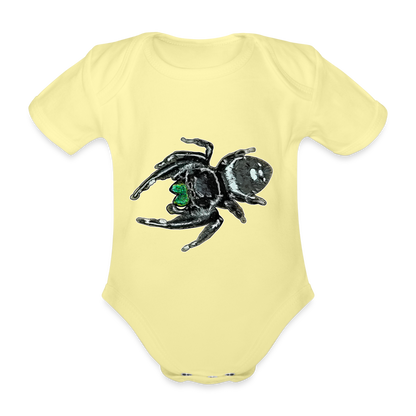 Baby Bio Body kurz Phidippus regius White Bahamas male - Hellgelb