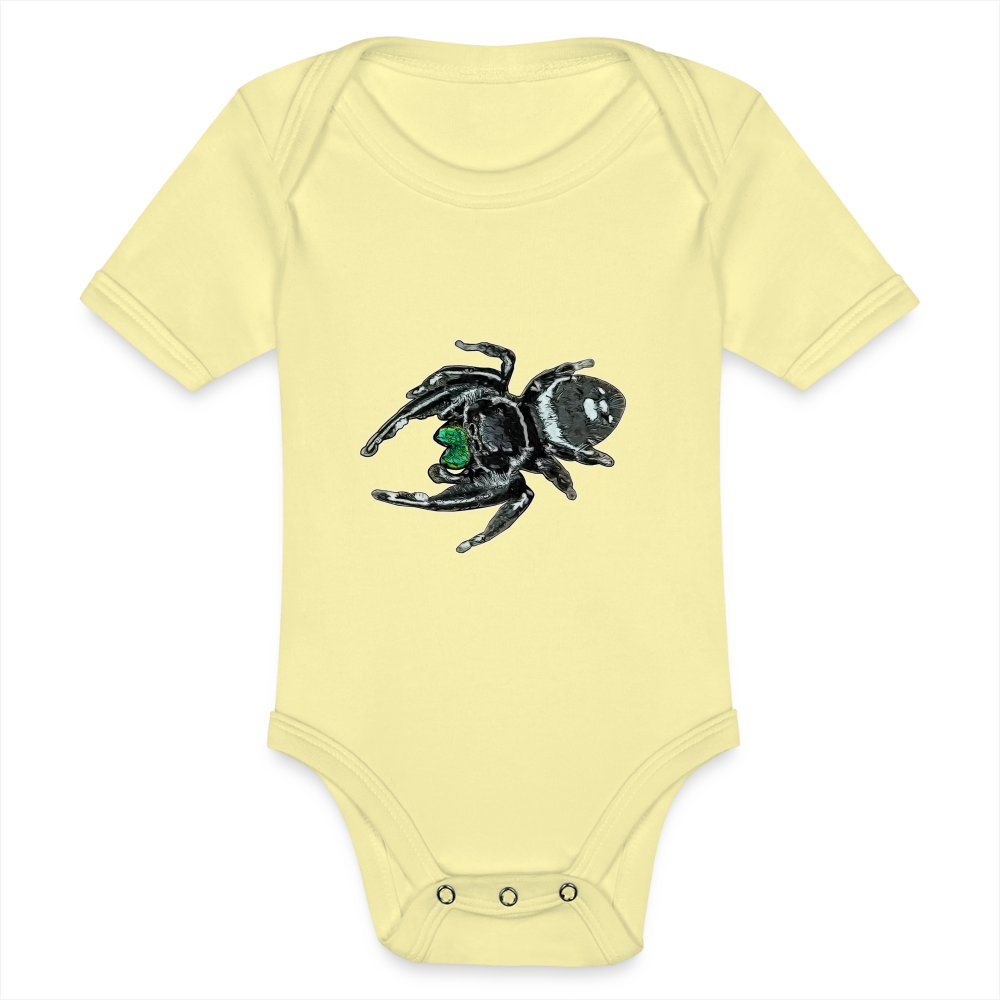 Baby Bio Body kurz Phidippus regius White Bahamas male - Hellgelb