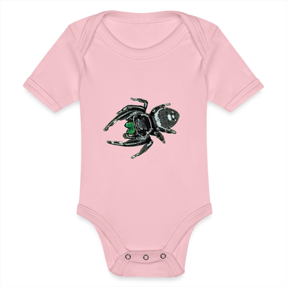 Baby Bio Body kurz Phidippus regius White Bahamas male - Hellrosa