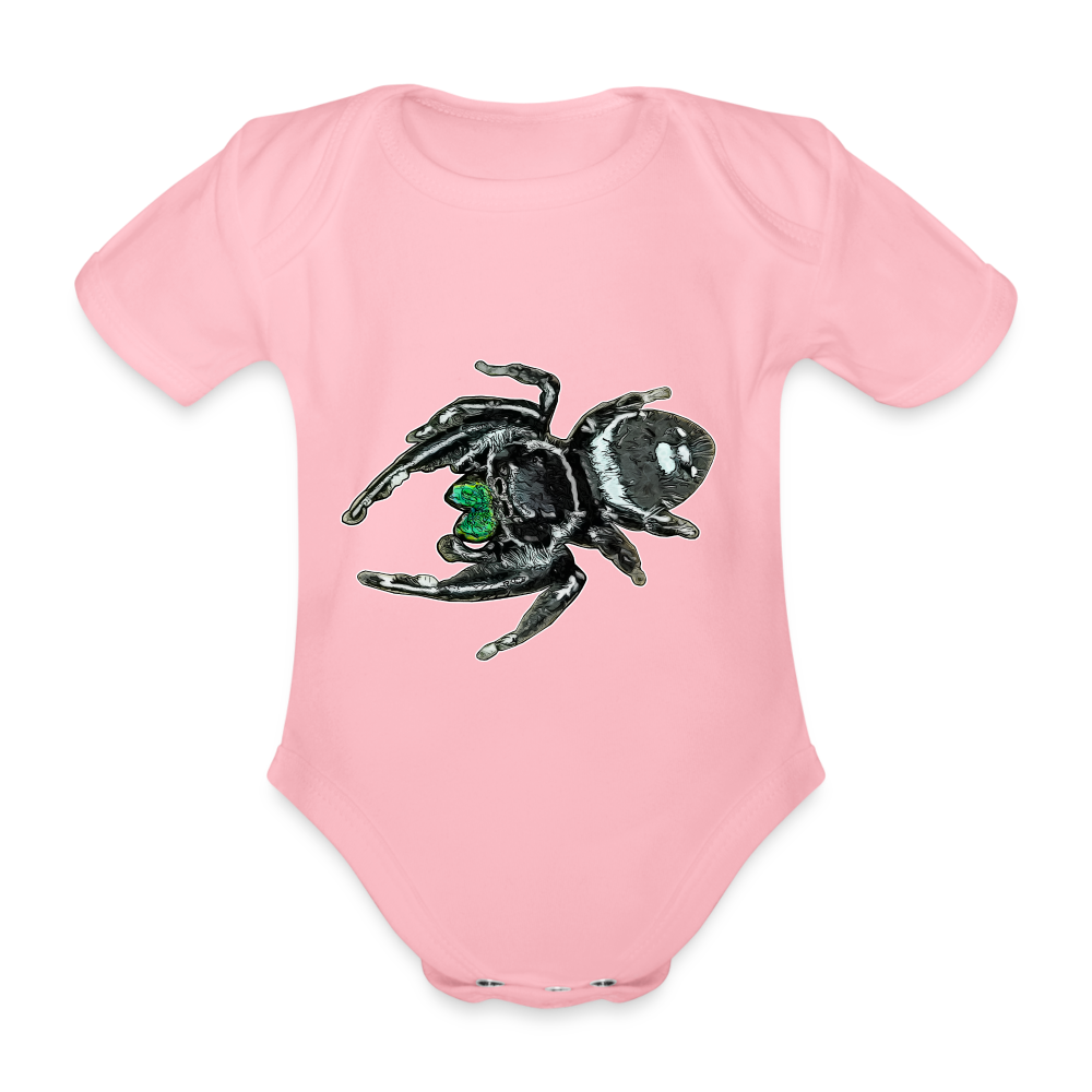 Baby Bio Body kurz Phidippus regius White Bahamas male - Hellrosa