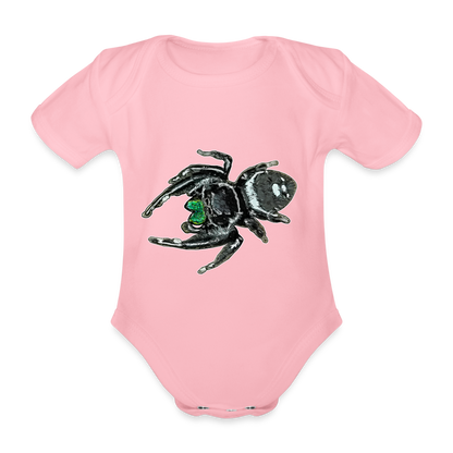 Baby Bio Body kurz Phidippus regius White Bahamas male - Hellrosa