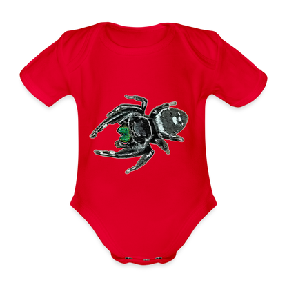 Baby Bio Body kurz Phidippus regius White Bahamas male - Rot