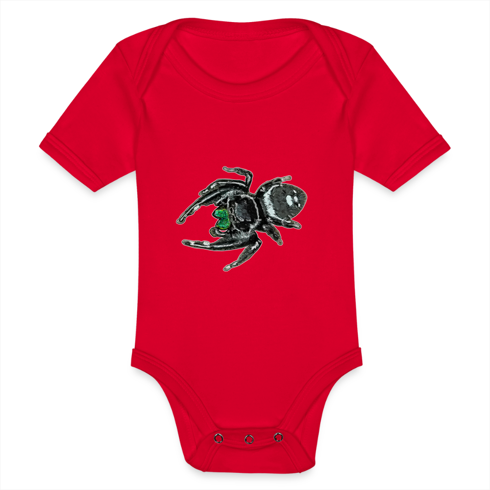 Baby Bio Body kurz Phidippus regius White Bahamas male - Rot