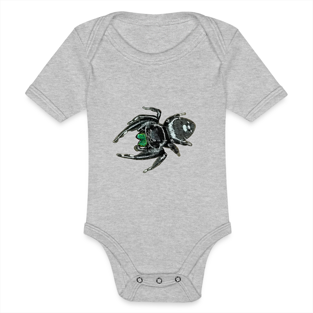 Baby Bio Body kurz Phidippus regius White Bahamas male - Grau meliert