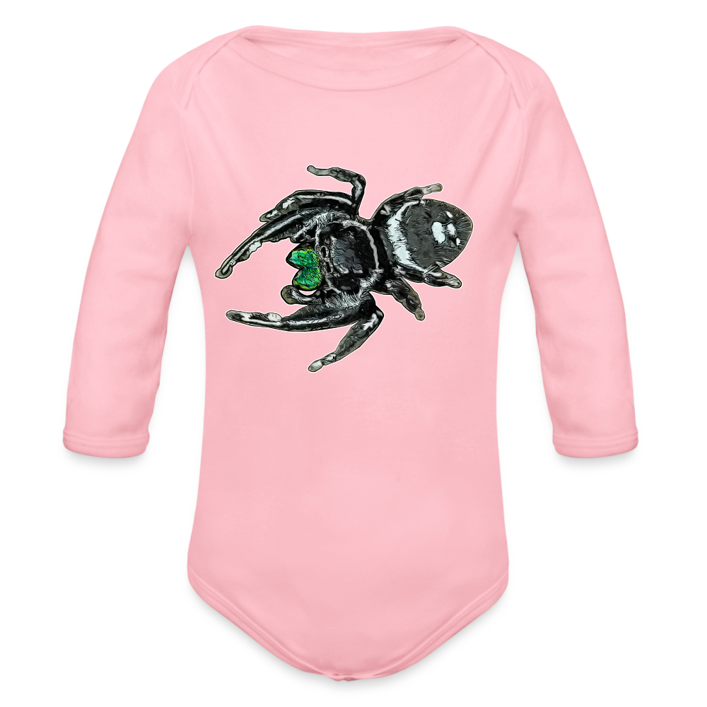 Baby Bio Body lang Phidippus regius White Bahamas male - Hellrosa