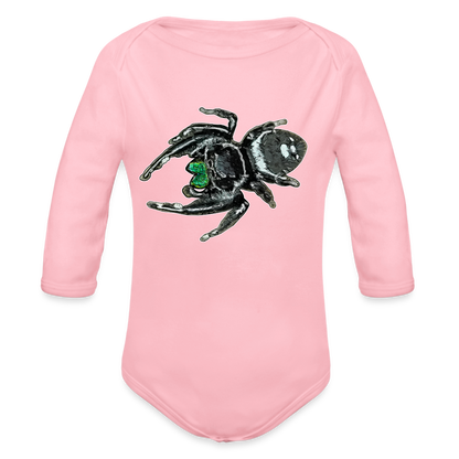 Baby Bio Body lang Phidippus regius White Bahamas male - Hellrosa