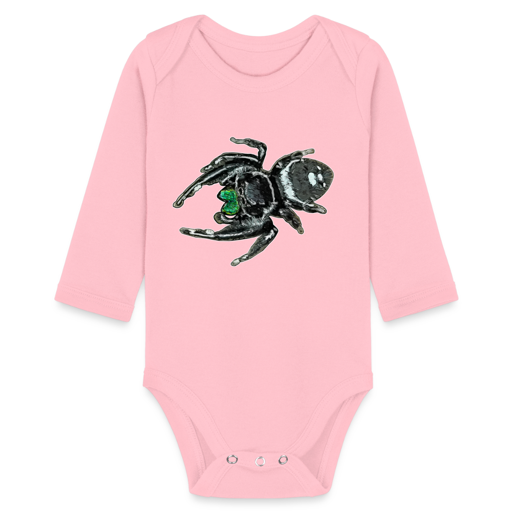 Baby Bio Body lang Phidippus regius White Bahamas male - Hellrosa