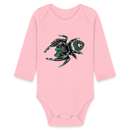 Baby Bio Body lang Phidippus regius White Bahamas male - Hellrosa