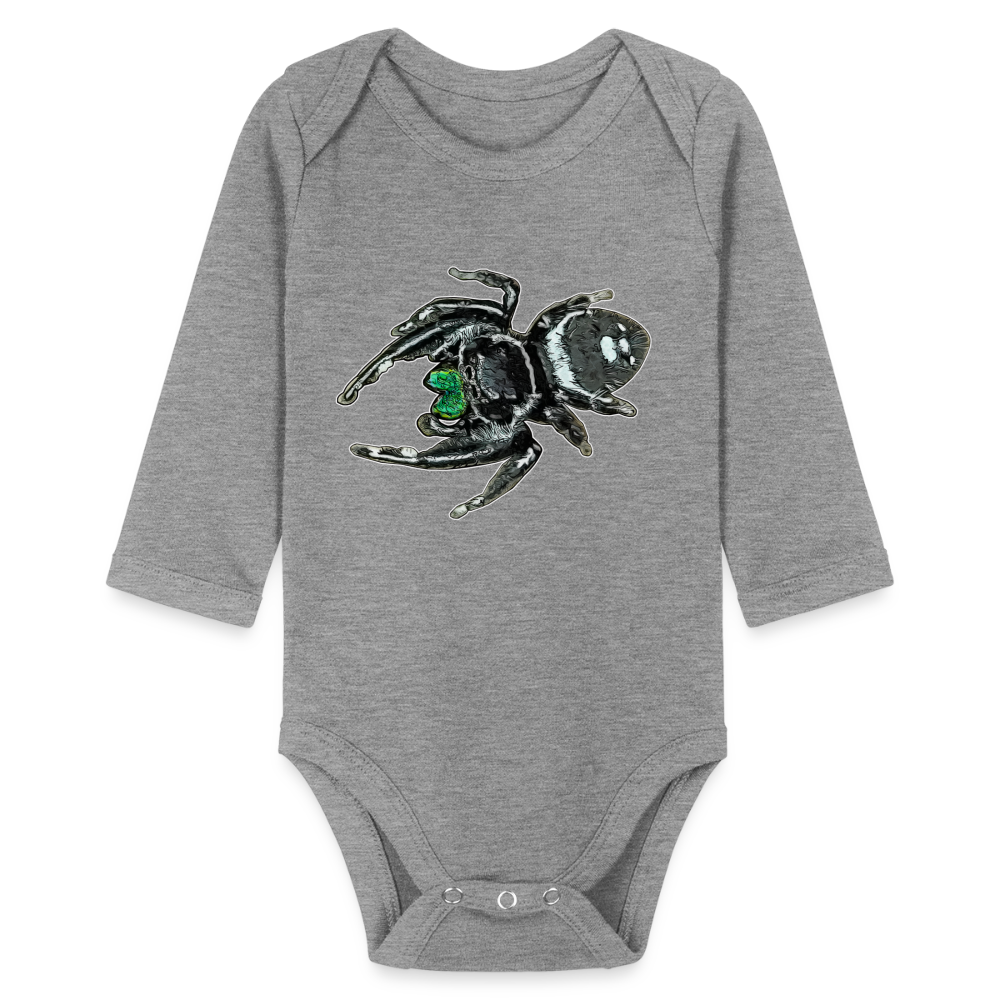 Baby Bio Body lang Phidippus regius White Bahamas male - Grau meliert