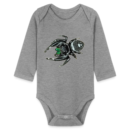 Baby Bio Body lang Phidippus regius White Bahamas male - Grau meliert