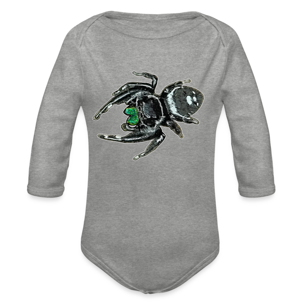 Baby Bio Body lang Phidippus regius White Bahamas male - Grau meliert