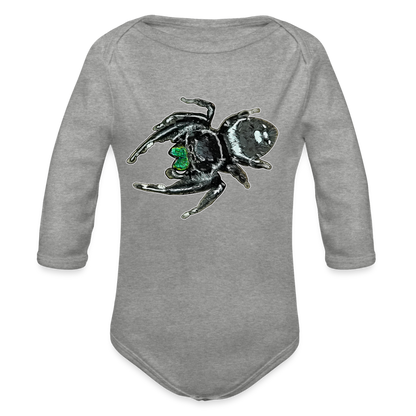 Baby Bio Body lang Phidippus regius White Bahamas male - Grau meliert