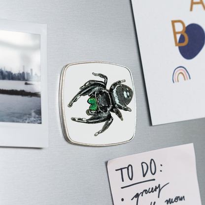 Kühlschrankmagnet eckig Phidippus regius White Bahamas male - weiß