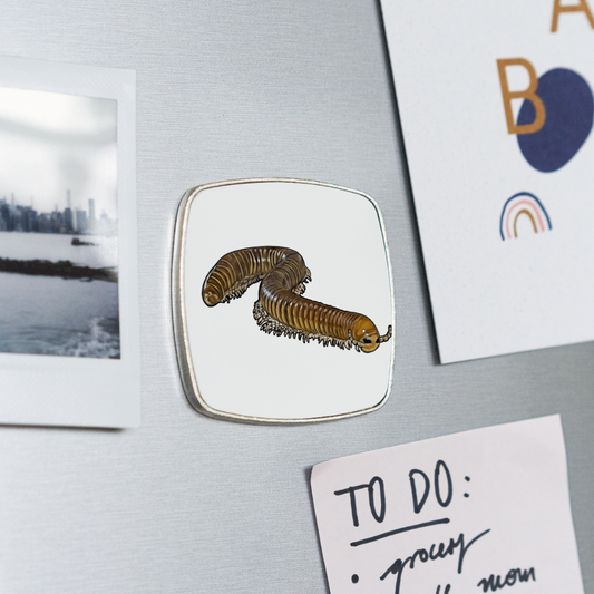 Kühlschrankmagnet eckig Telodeinopus aoutii - weiß