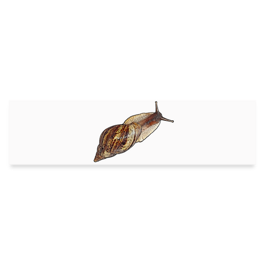 Auto-Aufkleber Achatina reticulata wildfarben - Mattweiß