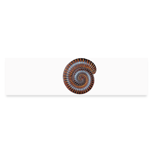 Auto-Aufkleber Archispirostreptus gigas - Mattweiß