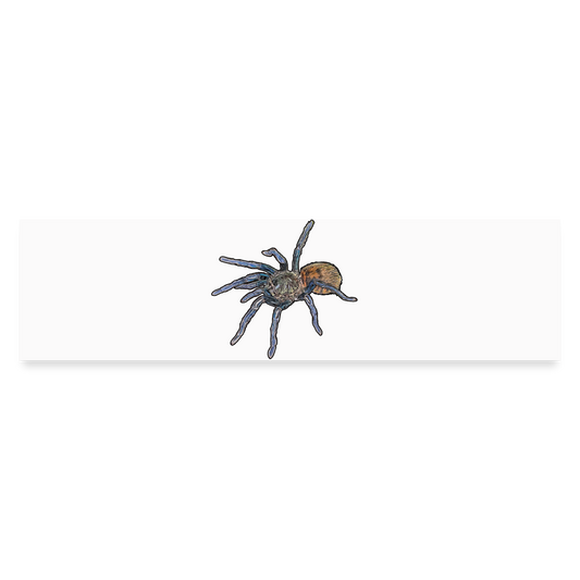 Auto-Aufkleber Chromatopelma cyaneopubescens - Mattweiß