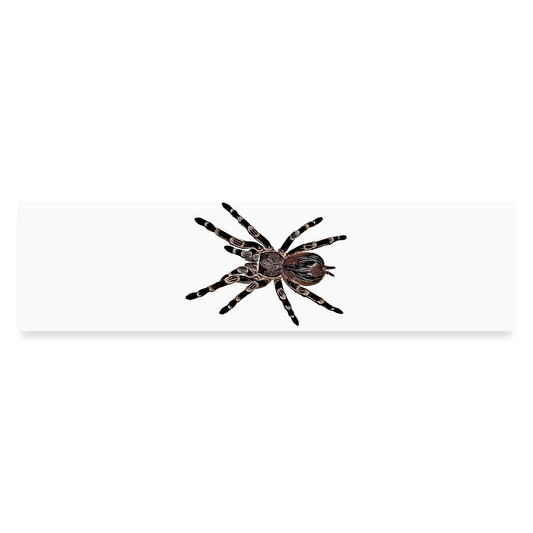 Auto-Aufkleber Acanthoscurria geniculata - Mattweiß