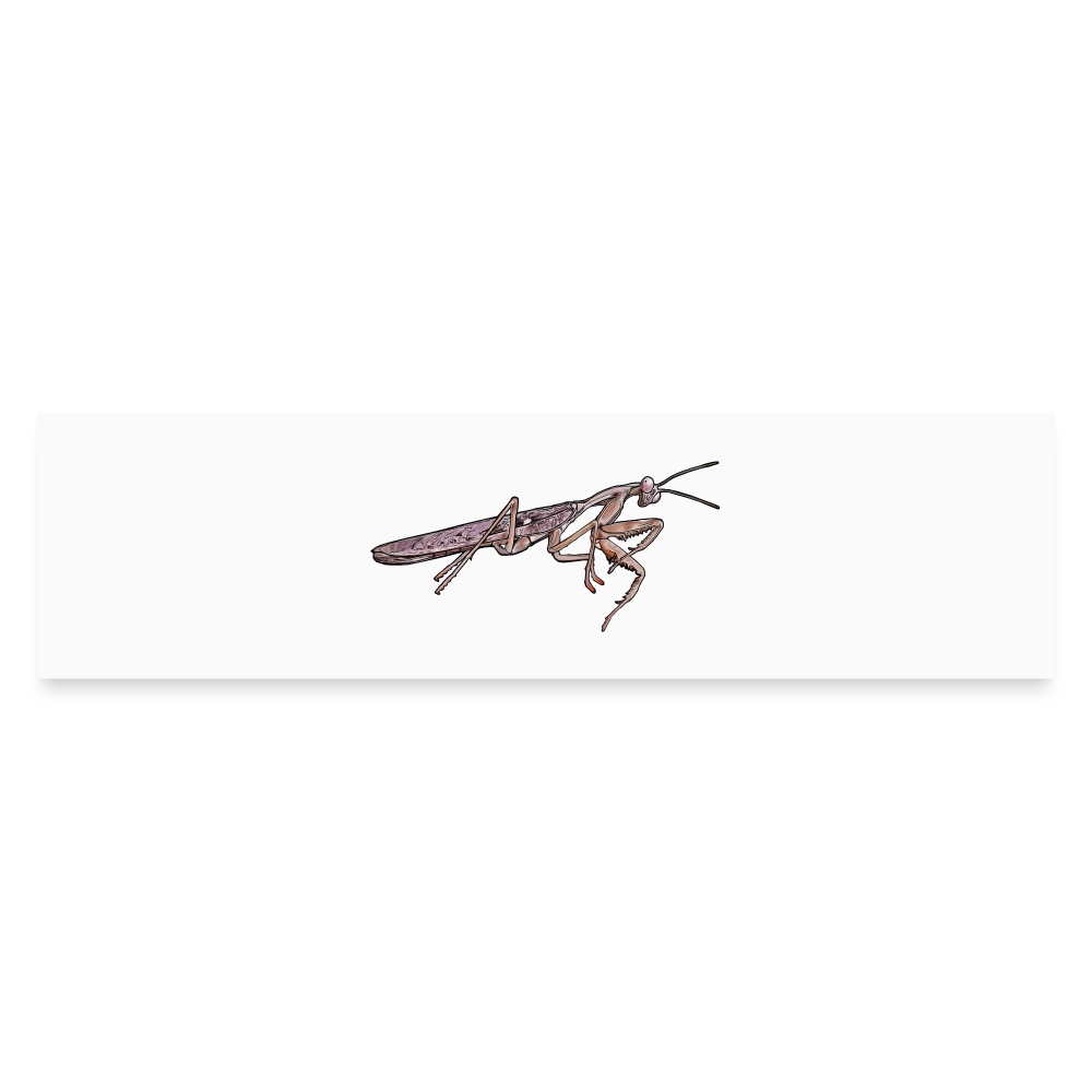 Auto-Aufkleber Rhombodera kirbyi male - Mattweiß