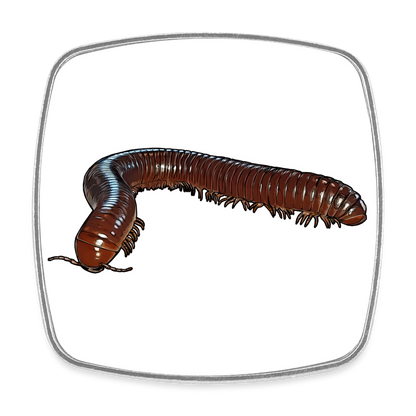 Kühlschrankmagnet eckig Ophistreptus guineensis - weiß