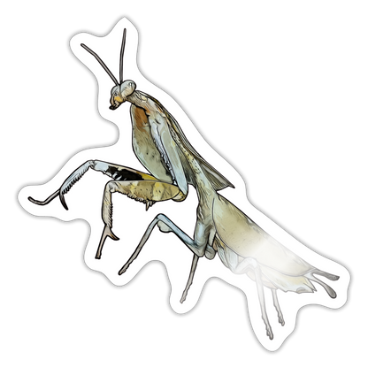 Sticker Deroplatys truncata female - Weiß glänzend