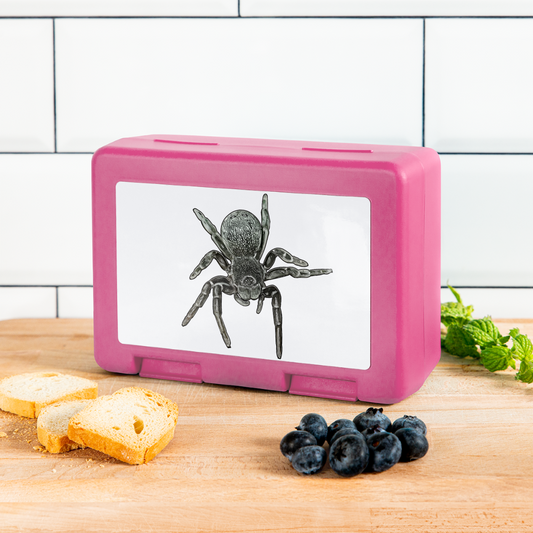 Lunchbox Eresus walckenaeri - Pink