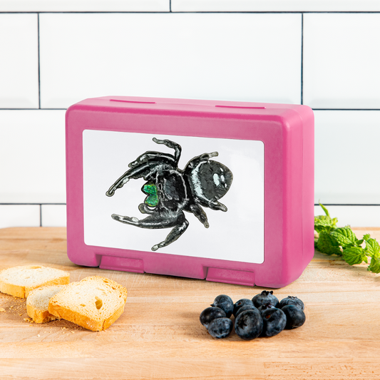Lunchbox Phidippus regius White Bahamas male - Pink