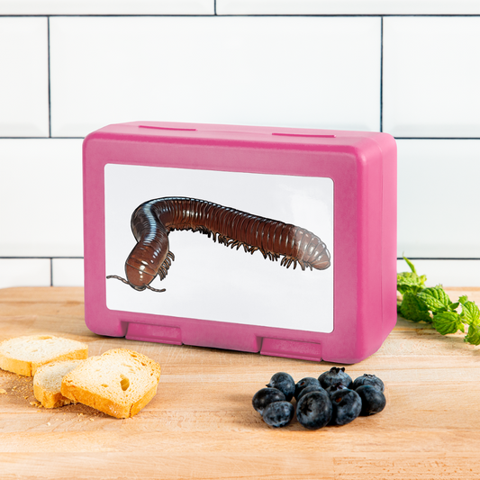 Lunchbox Ophistreptus guineensis - Pink
