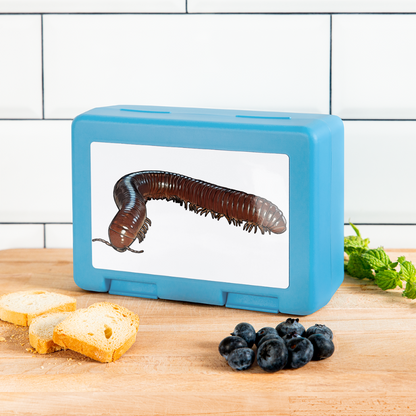 Lunchbox Ophistreptus guineensis - Saphirblau