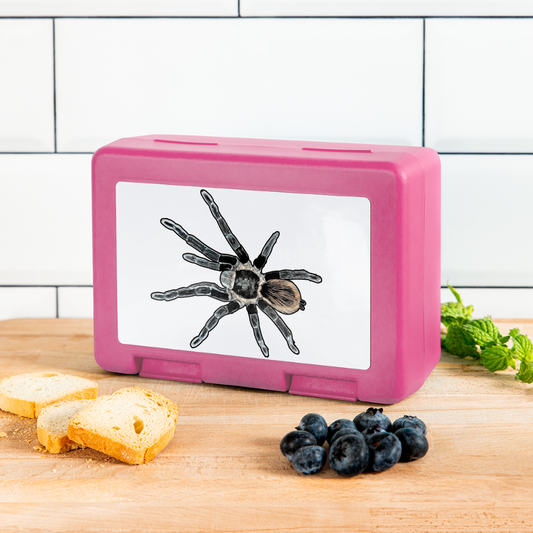 Lunchbox Tliltocatl vagans - Pink