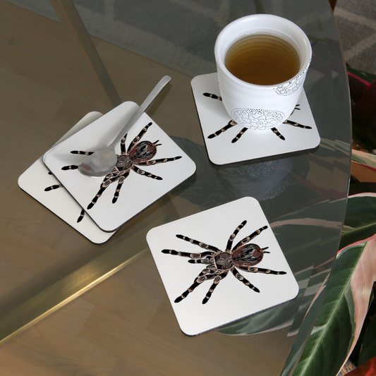 Untersetzer 4er Set Acanthoscurria geniculata - weiß