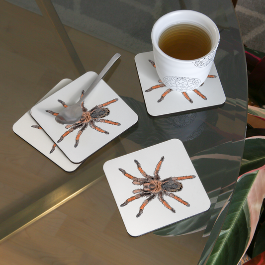 Untersetzer 4er Set Brachypelma emilia - weiß