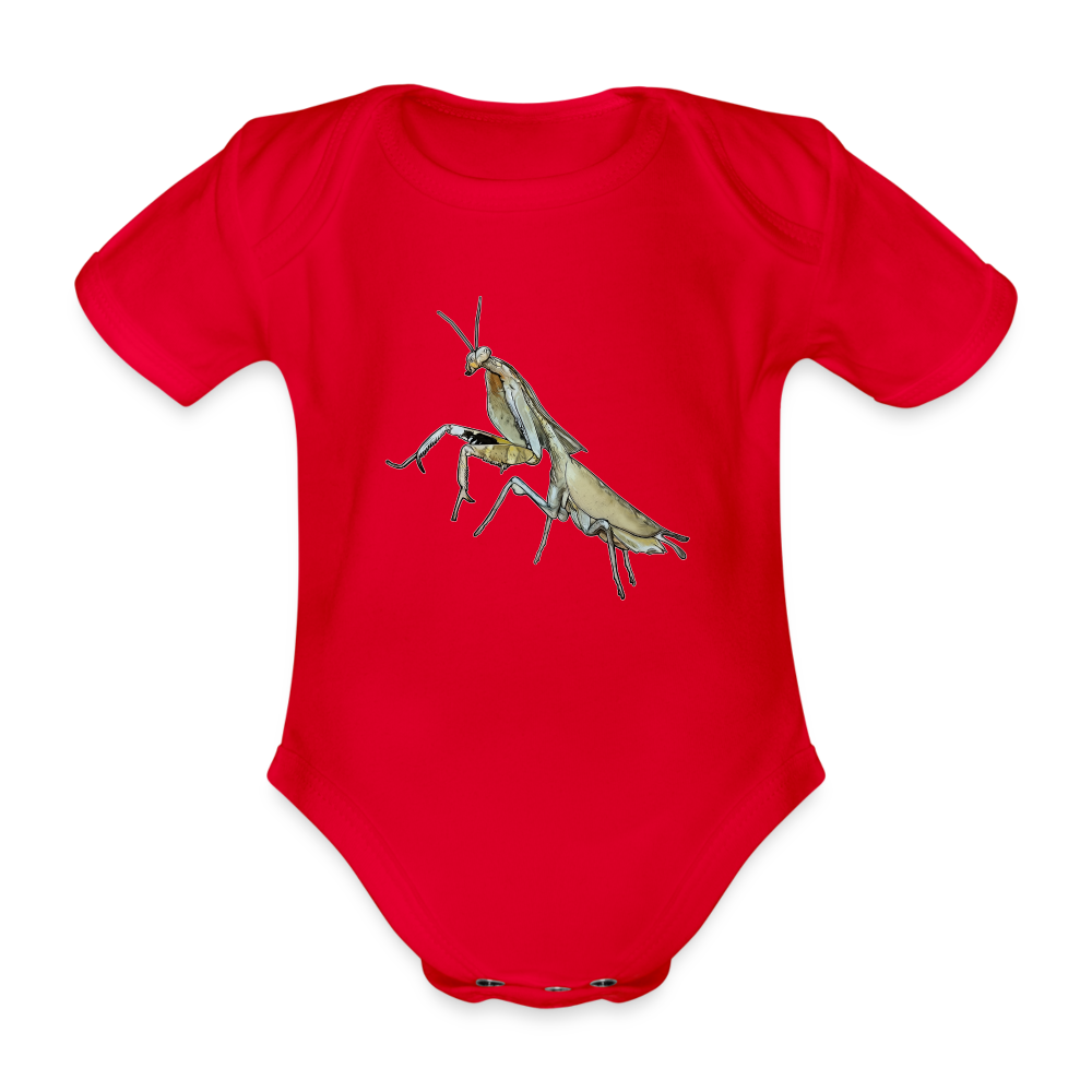 Baby Bio Body kurz Deroplatys truncata female - Rot