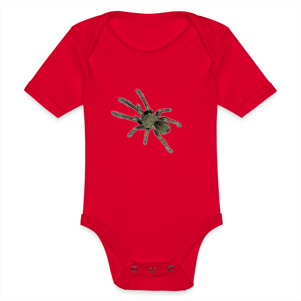 Baby Bio Body kurz Ephebopus murinus - Rot