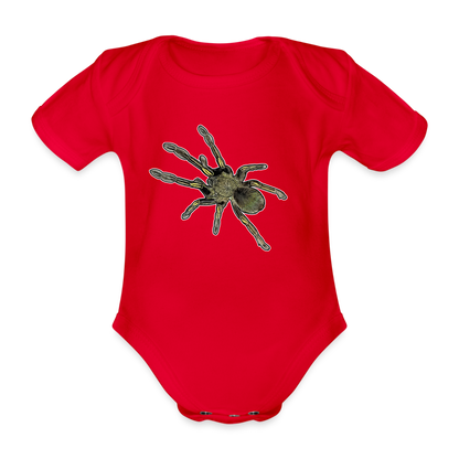 Baby Bio Body kurz Ephebopus murinus - Rot