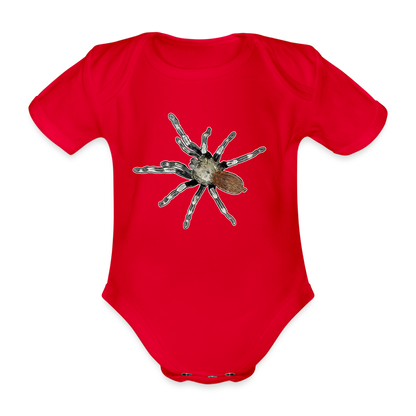 Baby Bio Body kurz Nhandu chromatus - Rot