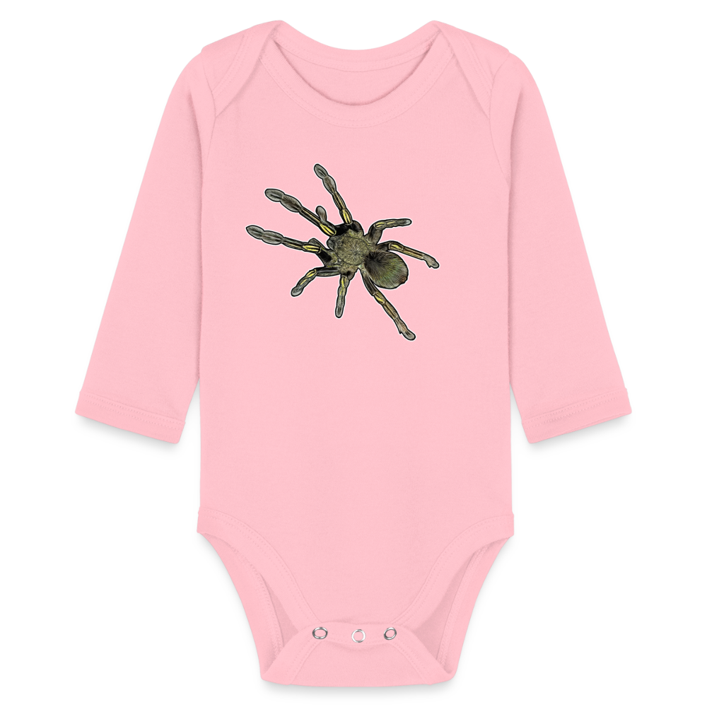 Baby Bio Body lang Ephebopus murinus - Hellrosa