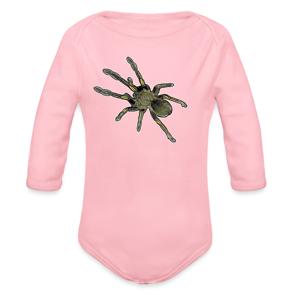 Baby Bio Body lang Ephebopus murinus - Hellrosa