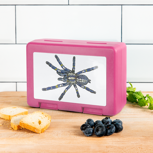 Lunchbox Poecilotheria metallica - Pink