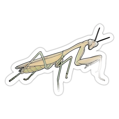 Sticker Hierodula membranacea female - Weiß glänzend