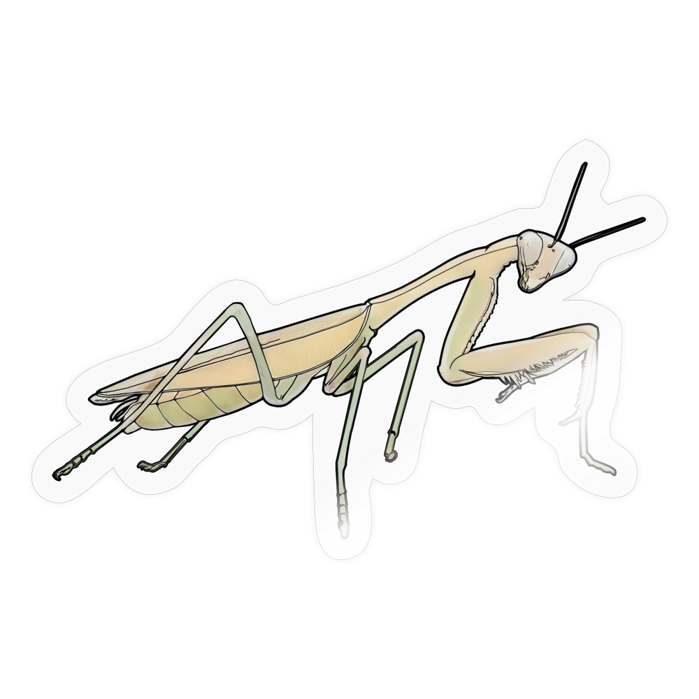 Sticker Hierodula membranacea female - Transparent glänzend