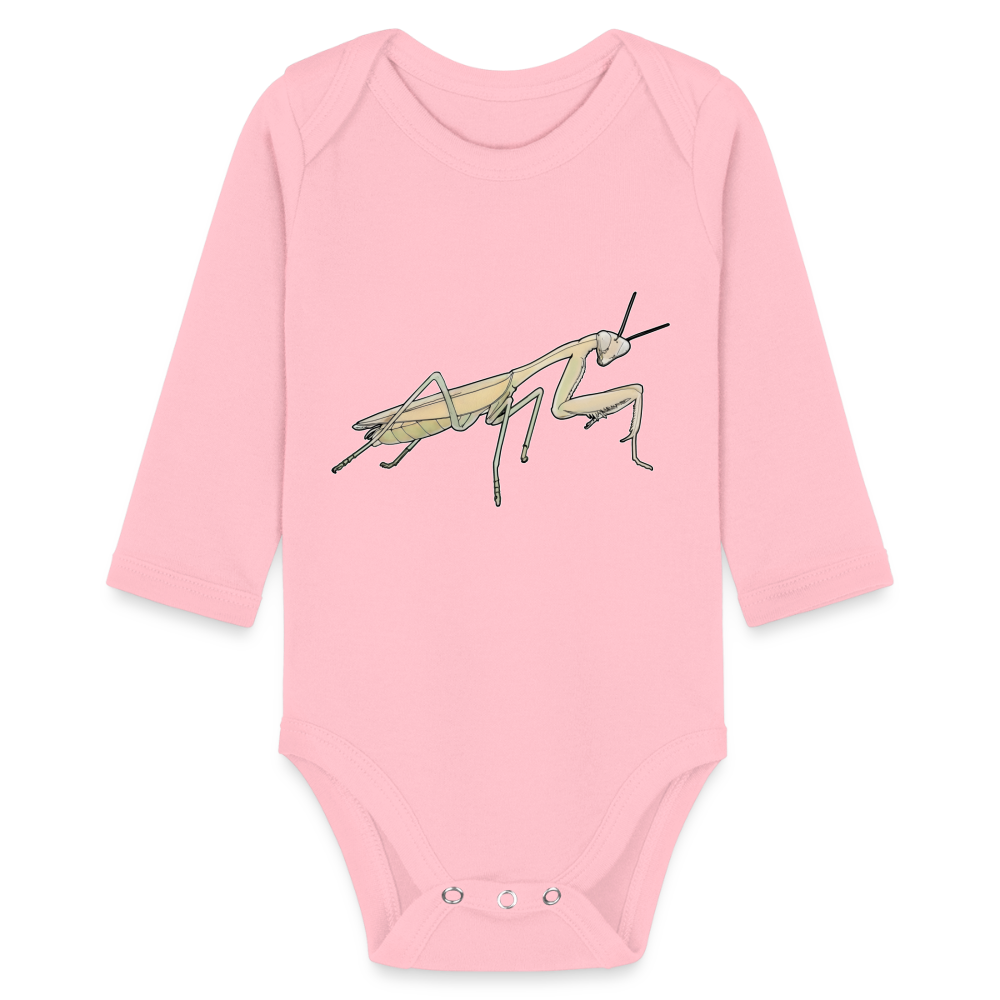 Baby Bio Body lang Hierodula membranacea female - Hellrosa