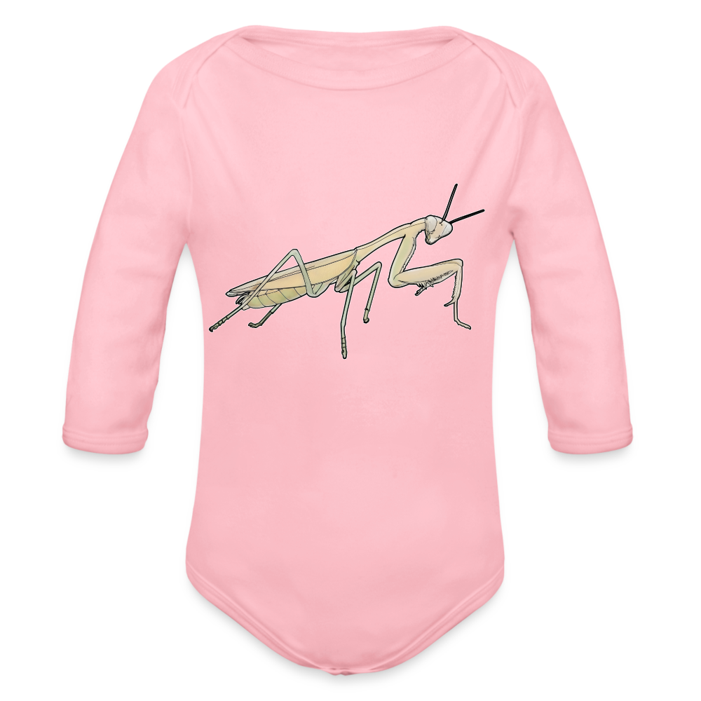 Baby Bio Body lang Hierodula membranacea female - Hellrosa