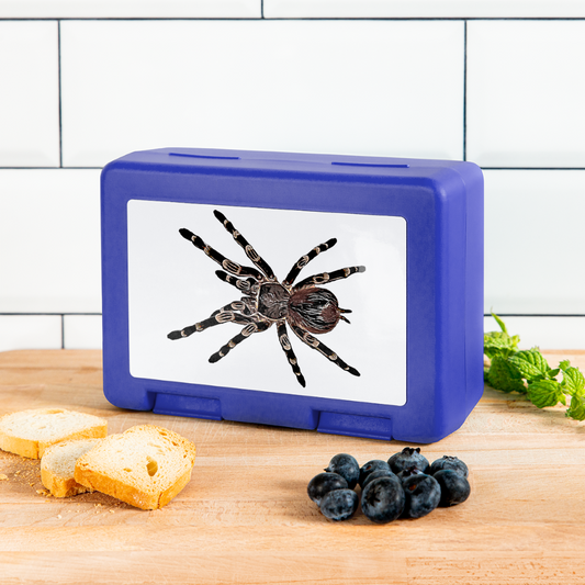 Lunchbox Acanthoscurria geniculata - royal blue