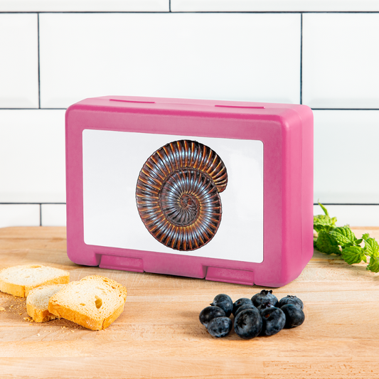 Lunchbox Archispirostreptus gigas - pink